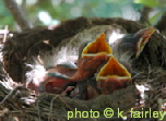baby-robins-