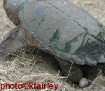 snapper-laying